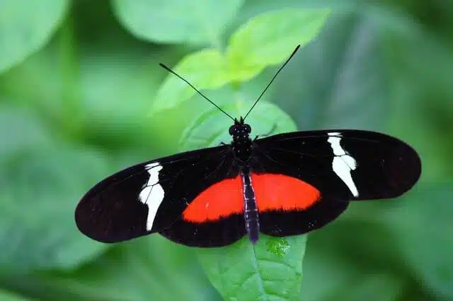 Butterfly Park