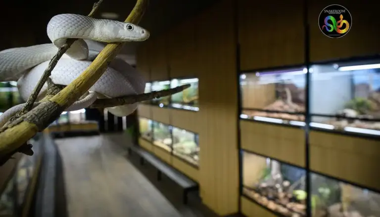 Snake Room